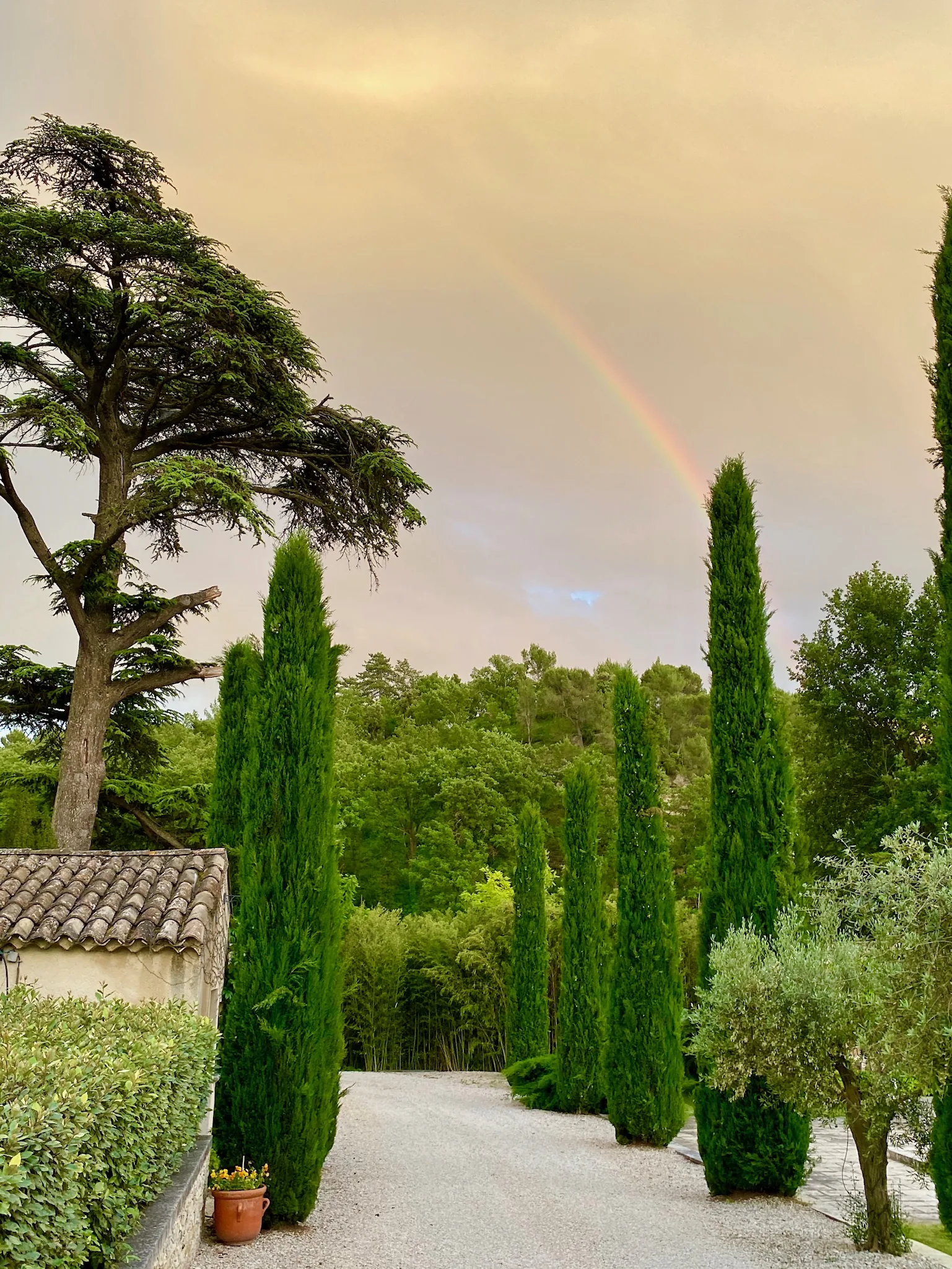Allée de cyprès sous un arc-en-ciel