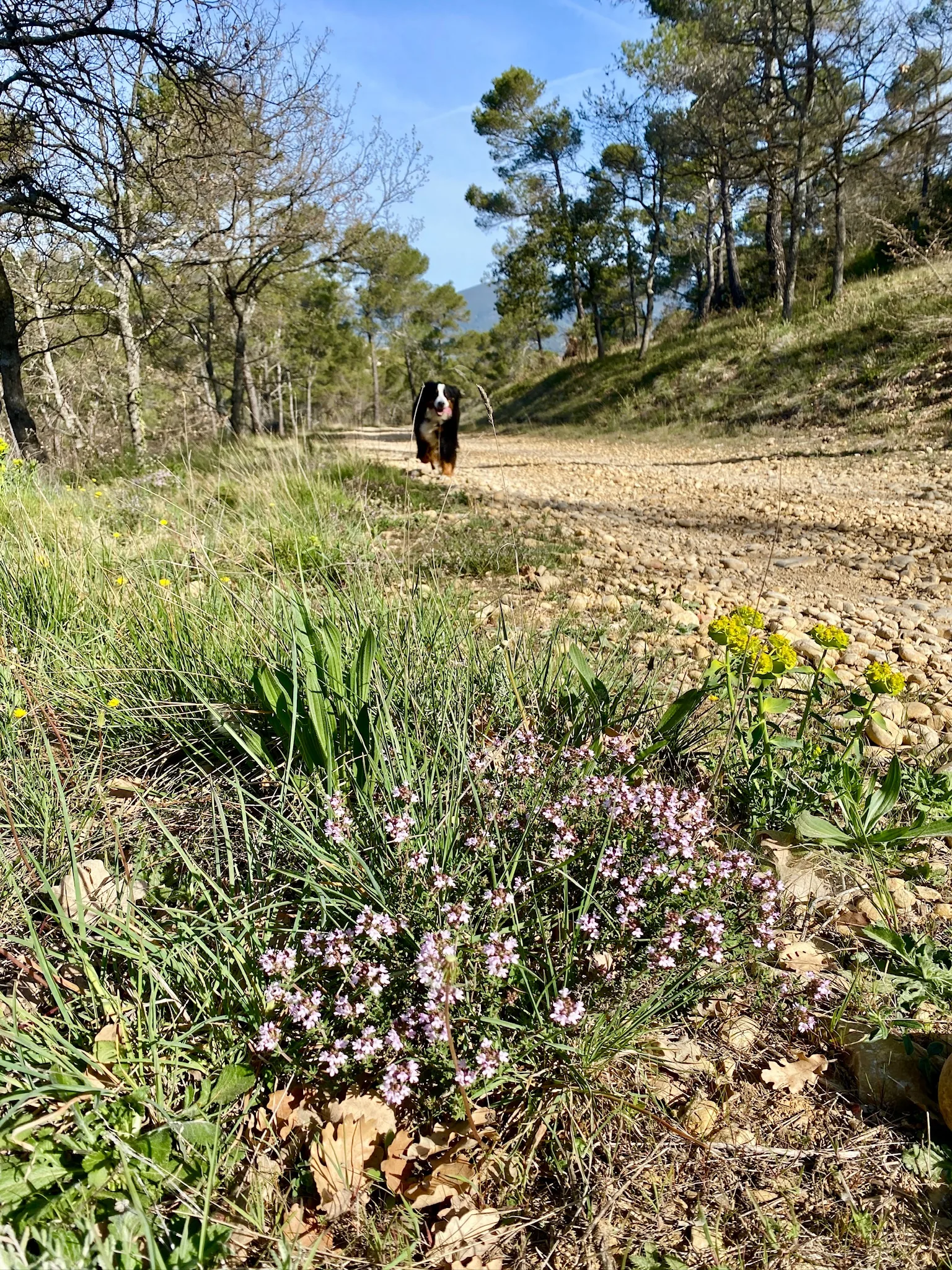 Bouvier Bernois en balade sur un sentier du domaine