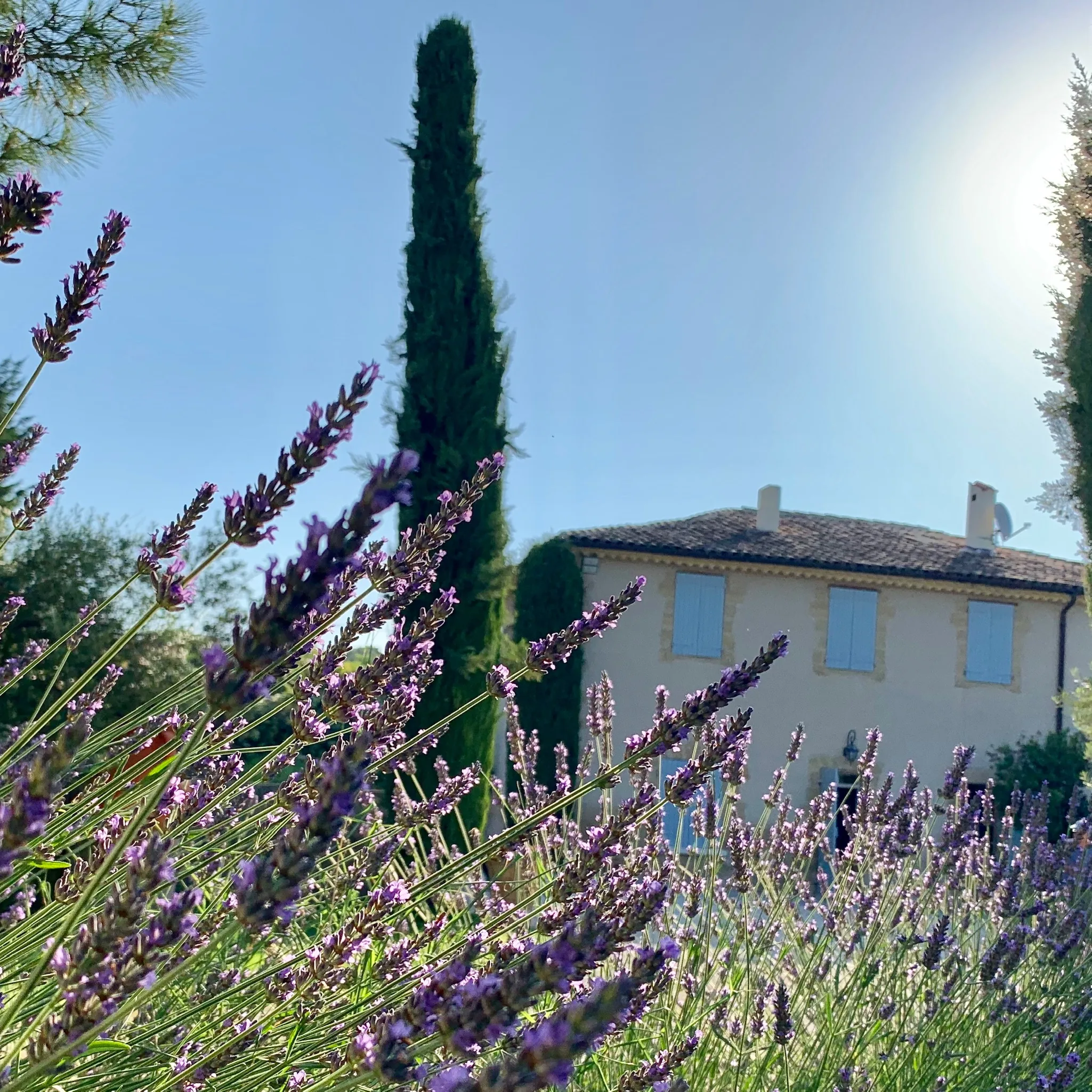 Lavandes en premier plan devant la Bastide