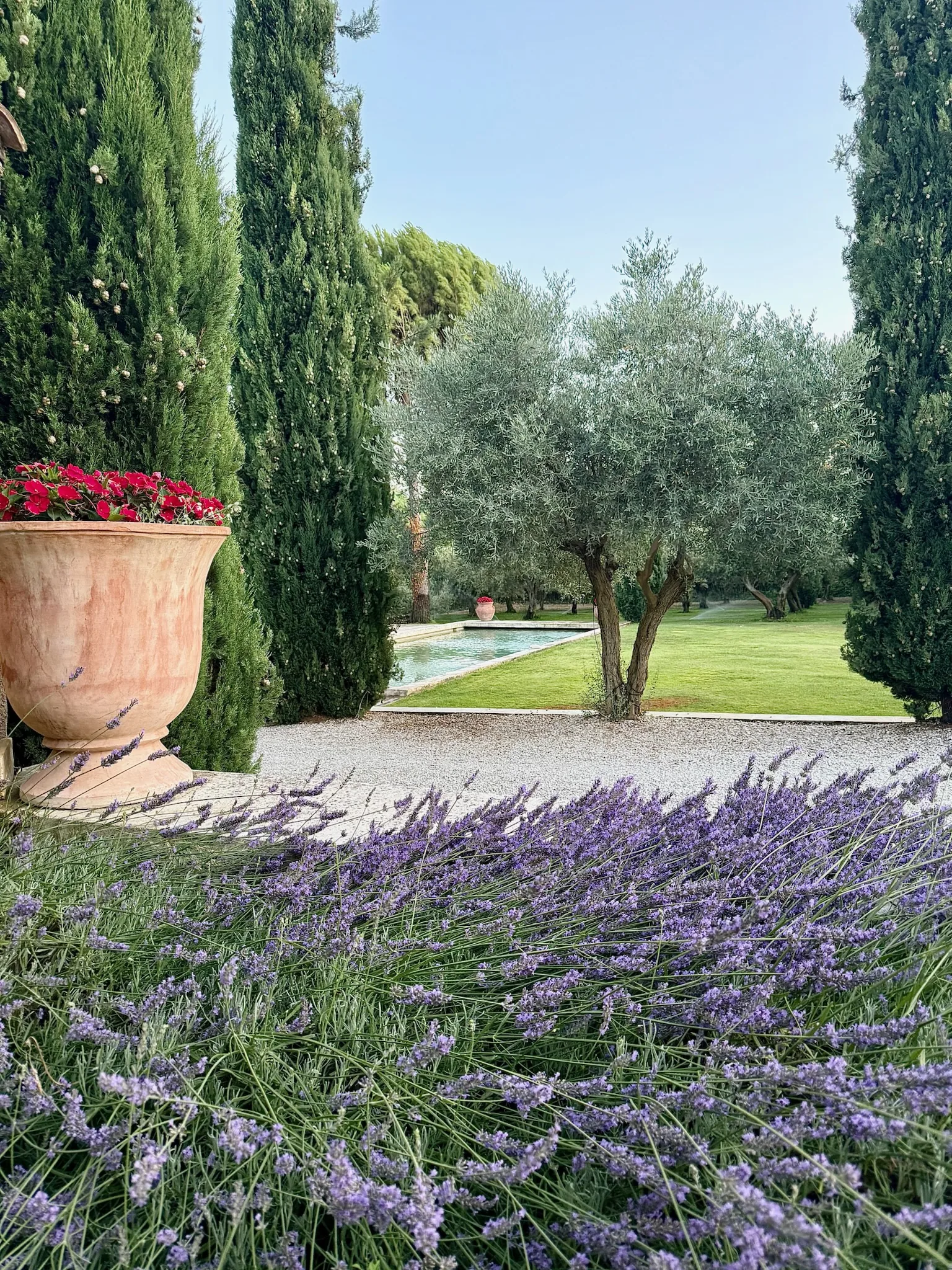 Lavandes, oliviers et jardin provençal