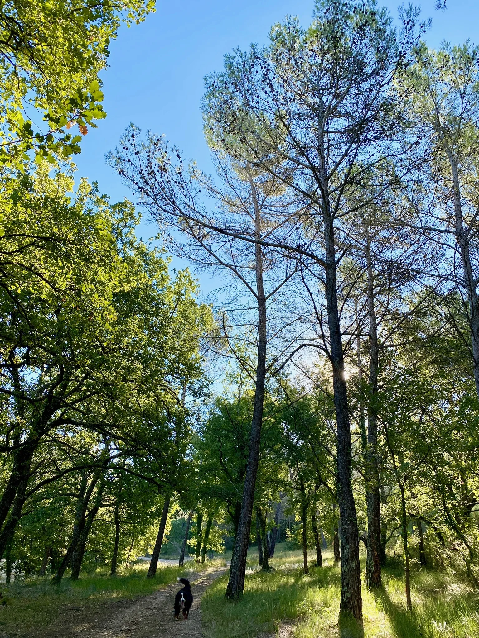 Sentier domaine avec Bouvier Bernois