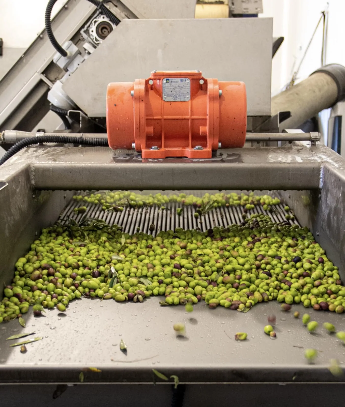 Passage des olives dans la laveuse au moulin