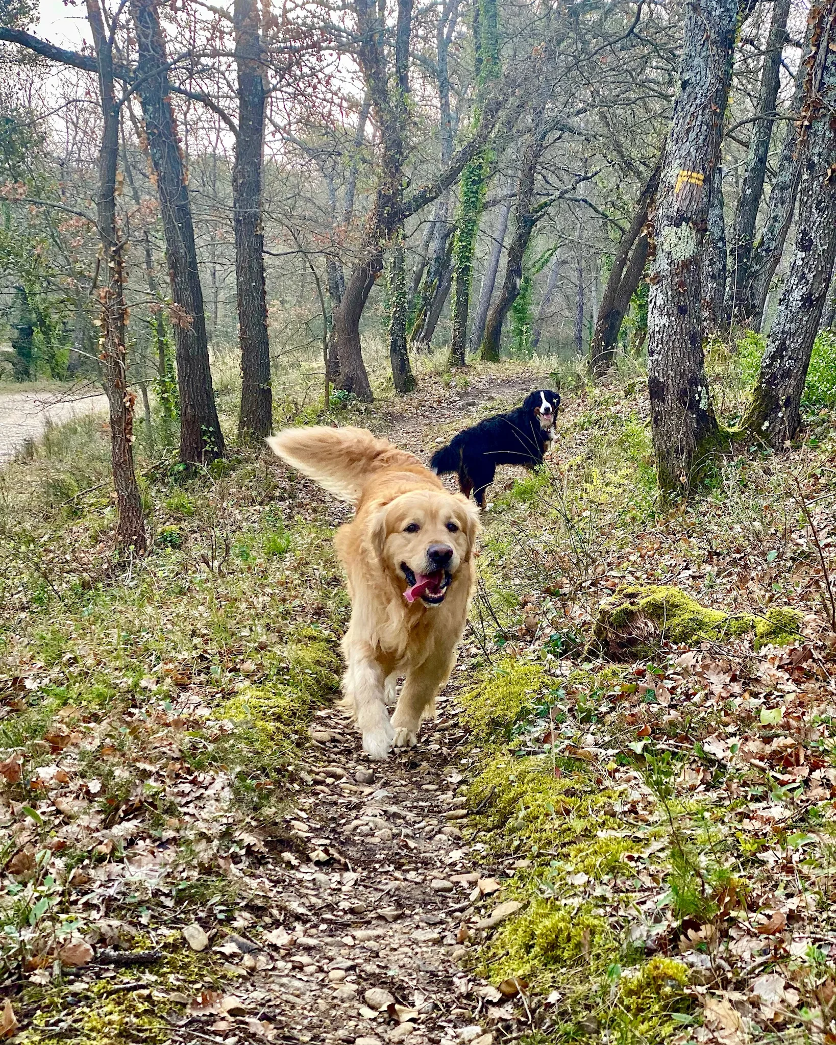 Chiens en balade sur le domaine
