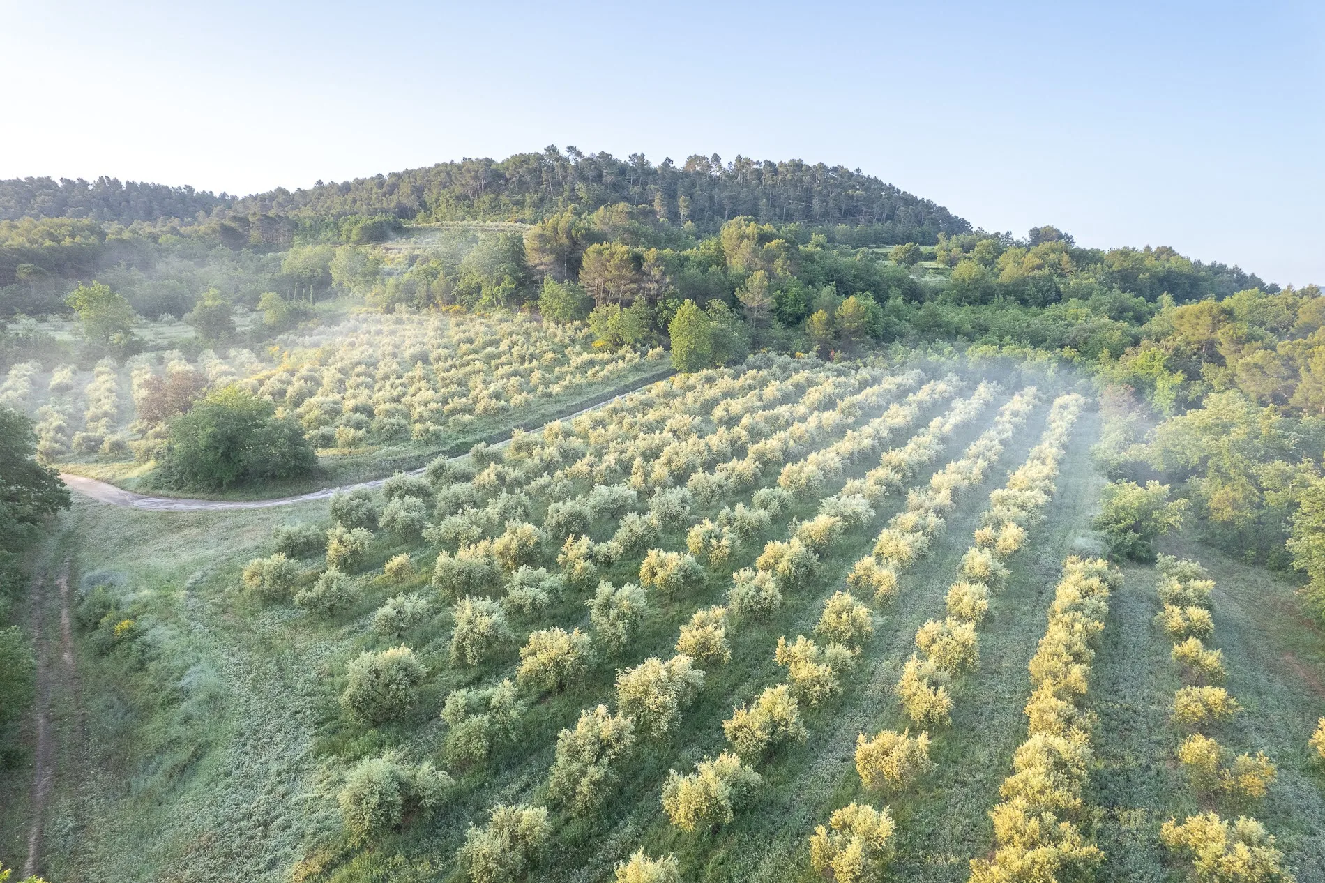 Oliviers du domaine Bastide du Laval